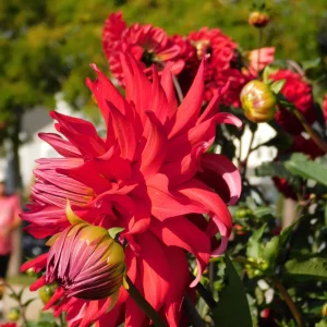 DSCN5627.webp