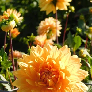 DSCN5628.webp