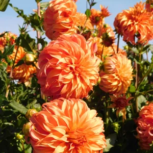 DSCN5634.webp