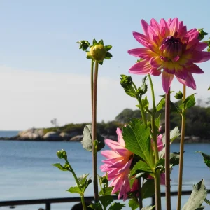 DSCN5661.webp
