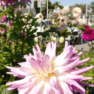 DSCN5665.webp
