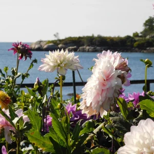 DSCN5666.webp