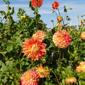 DSCN5671.webp
