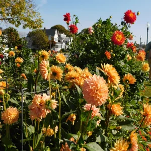 DSCN5677.webp
