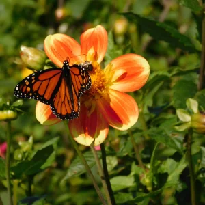 DSCN5680.webp