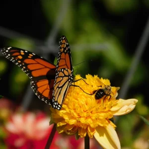 DSCN5721.webp