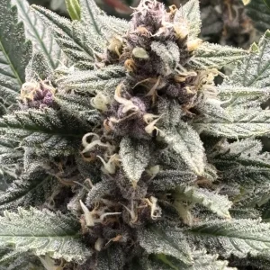 Bag seed gelato.webp