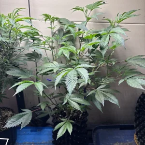 thumbnail_IMG_0396.webp