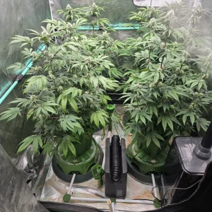 1256.webp