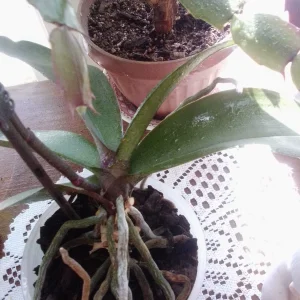 IMG_20260112_113433.webp