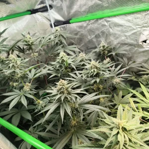 IMG_20260128_212525206.webp