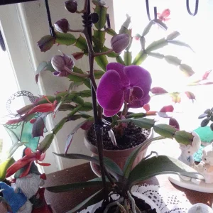 IMG_20260205_113256.webp