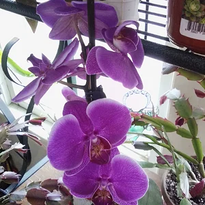 IMG_20260510_132459.webp