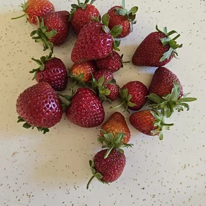4117.webp