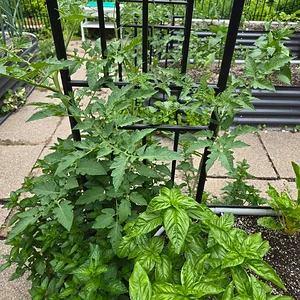 20260625_090335.webp