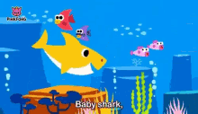 baby-shark-fish.gif