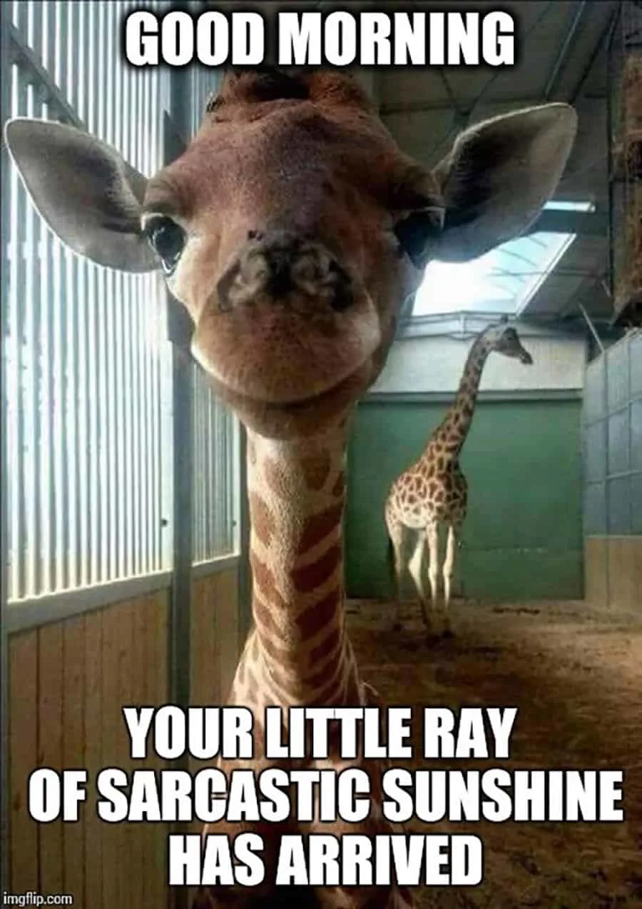 Funny-Good-Morning-Meme-23.jpg.webp