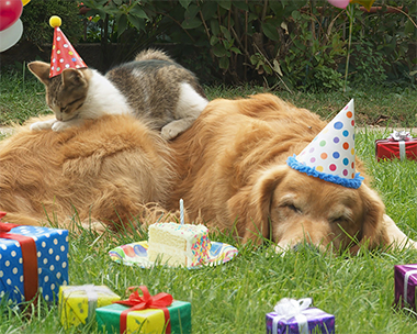 Happy Birthday Ecards | Try For Free | American Greetings