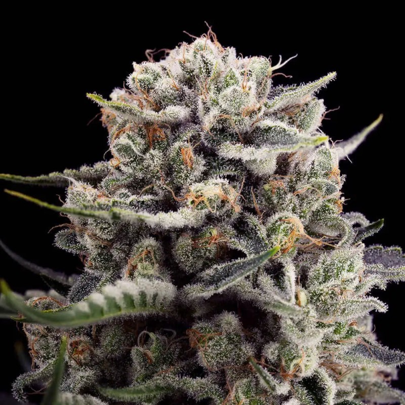 www.silent-seeds.com