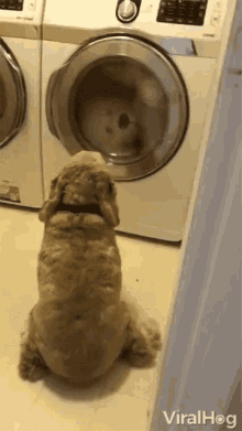 Dryer GIFs | Tenor