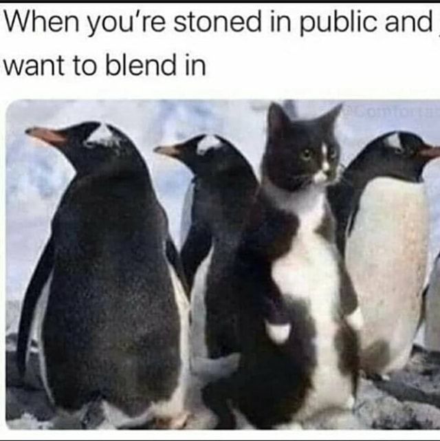 when-youre-stoned-and-try-to-blend-in-1.jpg