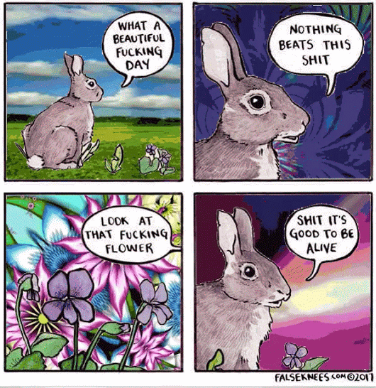 rabbit_good_to_be_alive_WAY_TOO_BIG.gif