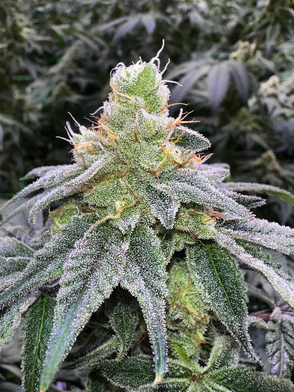cryocure.com