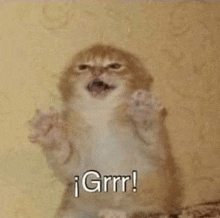 kitten-cute.gif