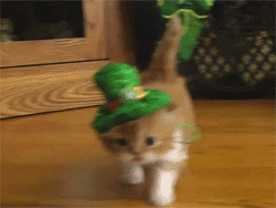 kitten-leprechaun.gif